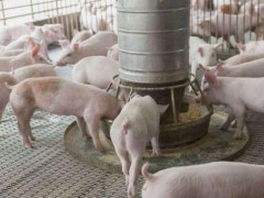 广州猪饲料检测中心_广州猪饲料毒素检测