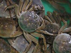 NY 5064-2005 无公害食品淡水蟹 检测标准
