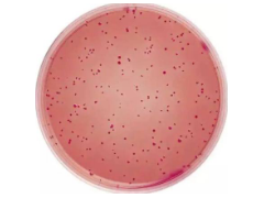 GB 4789.3-2016 食品安全国家标准 食品微生物学检验 大肠菌群计数 检测标准
