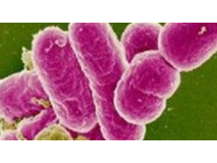 GB 4789.5-2012 食品安全国家标准 食品微生物学检验 志贺氏菌检验 检测标准