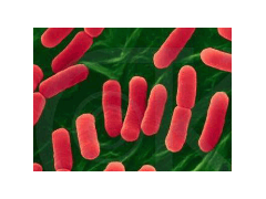 GB 4789.6-2016 食品安全国家标准 食品微生物学检验 致泻大肠埃希氏菌检验 检测标准