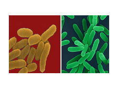 GB 4789.8-2016 食品安全国家标准 食品微生物学检验 小肠结肠炎耶尔森氏菌检验 检测标准