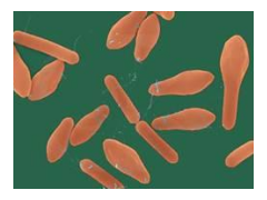 GB 4789.12-2016 食品安全国家标准 食品微生物学检验 肉毒梭菌及肉毒毒素检验 检测标准