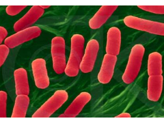 GB 4789.14-2014 食品安全国家标准 食品微生物学检验 蜡样芽胞杆菌检验 检测标准