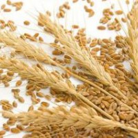 济南小麦质量检验单位，济南小麦检测一次多少钱
