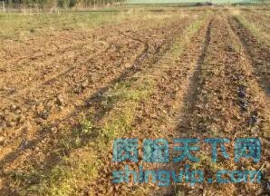 广州市有机土壤检测分析需要多少钱