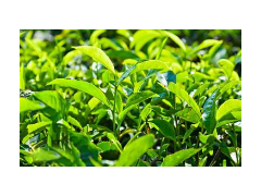 NY/T 288-2018 绿色食品 茶叶 检测标准