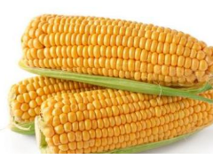 GB 1353-2018 玉米 检测标准