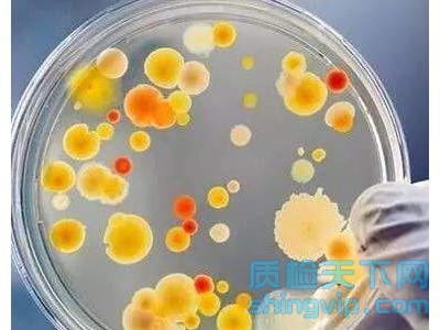 青岛市食品菌落总数检测机构，菌落总数质检报告到哪里