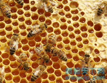 济南市蜂蜜电商销售检测报告办理中心_地点_机构