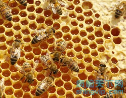 广州市蜂蜜掺假检测，广州市蜂蜜质量检测报告