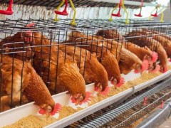 鸡饲料质量安全检测