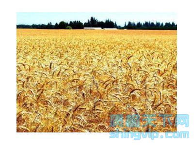 杭州粮食|谷物|大米检测一下需要多少钱