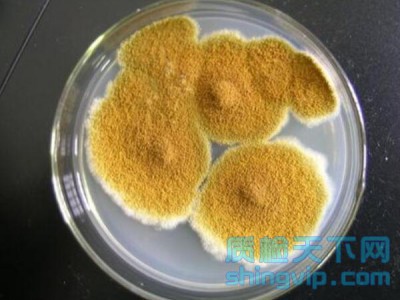 湛江_茂名食品微生物检测机构,菌落总数检测一次多少钱