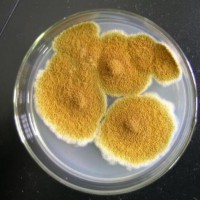 湛江_茂名食品微生物检测机构,菌落总数检测一次多少钱