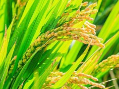 水稻农残CMA检测报告，农产品农残检测机构