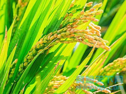 水稻农残检测