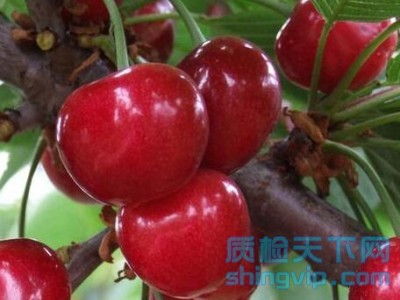广州樱桃,葡萄,草莓农残检测_商超进驻测试