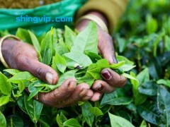 茶叶检测农药残留问题